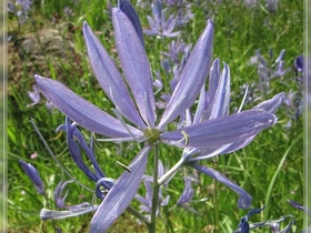 Camas