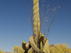 SaguaroOcotillo