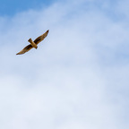 20190508-_H7I1015