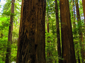 USA 2014 - 1059 - Avenue Of The Giants