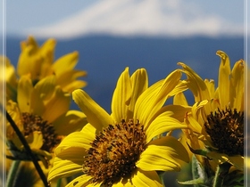 Blumen