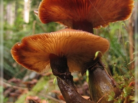 Toadstool