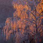 20190206-_2065794