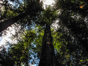 USA 2014 - 1058 - Avenue Of The Giants