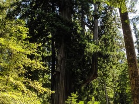 USA 2014 - 1024 - Chandelier Tree Underwood Park