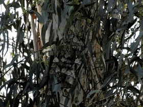 DSC_0077 (3)