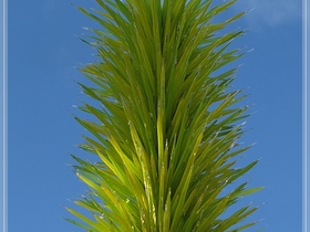 Chihuly