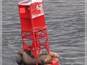 Seelöwe