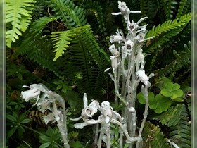 Indian Pipe