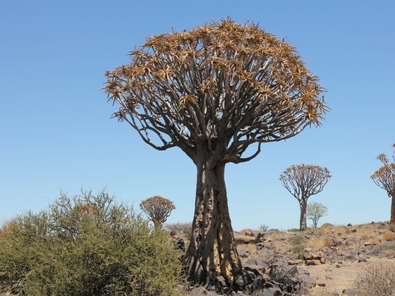 Köcherbaumwald Namibia