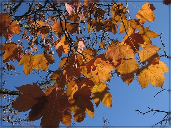Letzte Herbstblätter