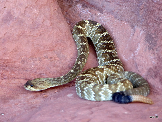 Black Tailed Rattlesnake