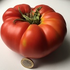 Tomate 1