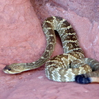 Black Tailed Rattlesnake