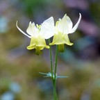 Wildblumen CA