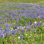 Wildblumen OR