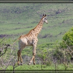 c_IMGP6072