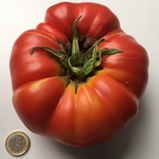 Tomate 1