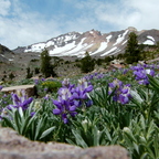 Mt. Shasta