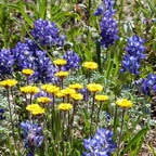 Wildblumen OR
