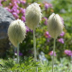 Wildblumen OR