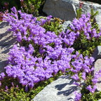 Wildblumen OR