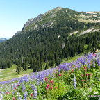 Wildblumen OR
