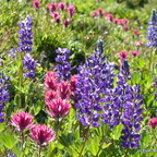 Wildblumen OR